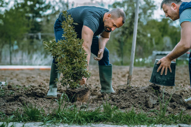 Professional Tree Service in Keizer, OR